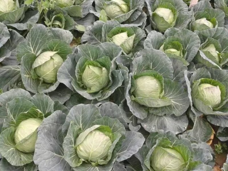 铁头甘蓝菜大量上市。