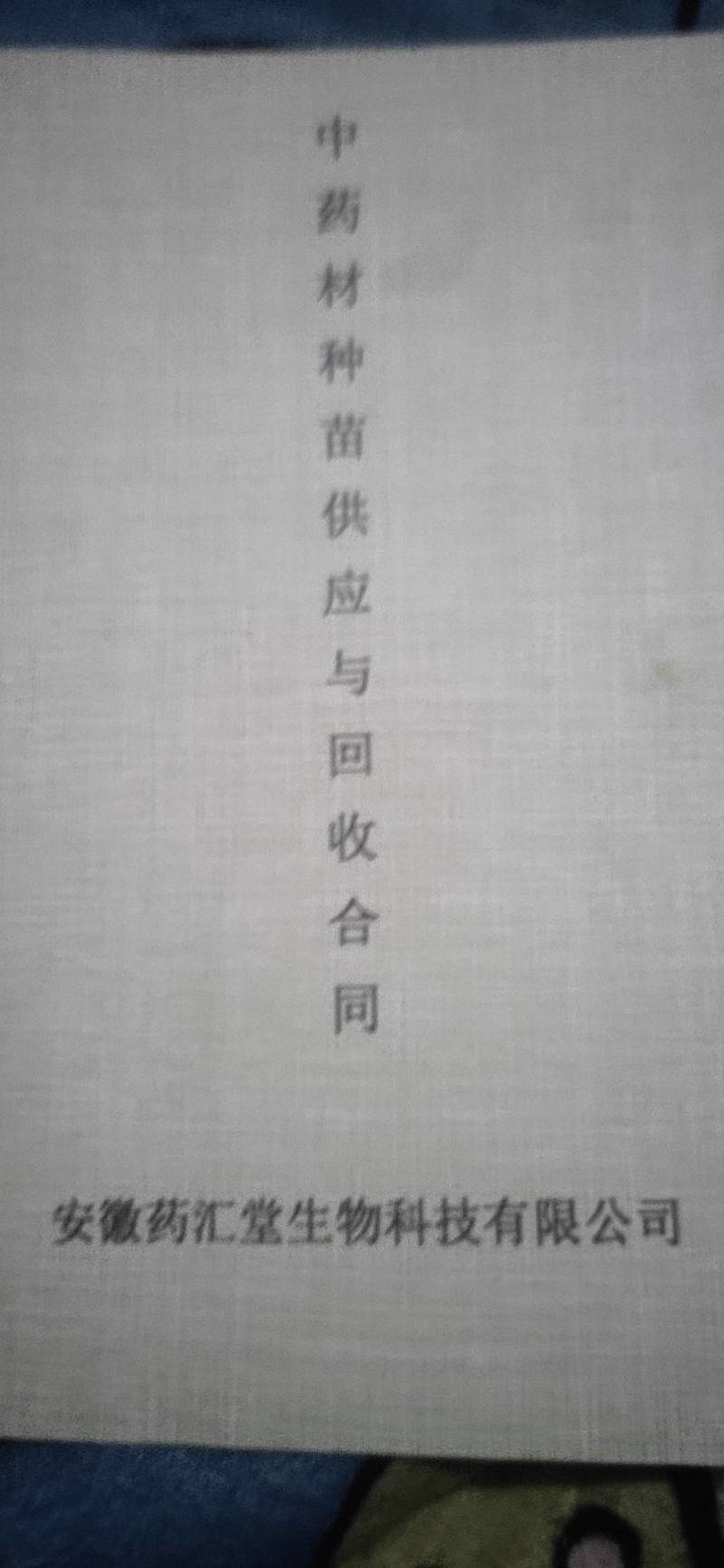 知母种苗基地现挖现发免费提供技术，优质知母苗量大从优