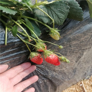 草莓苗，品种草莓苗价格，青藤农业批发草莓苗