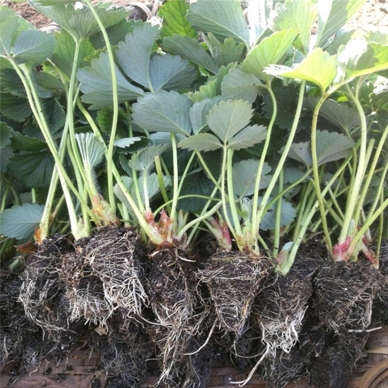 草莓苗，品种草莓苗价格，青藤农业批发草莓苗