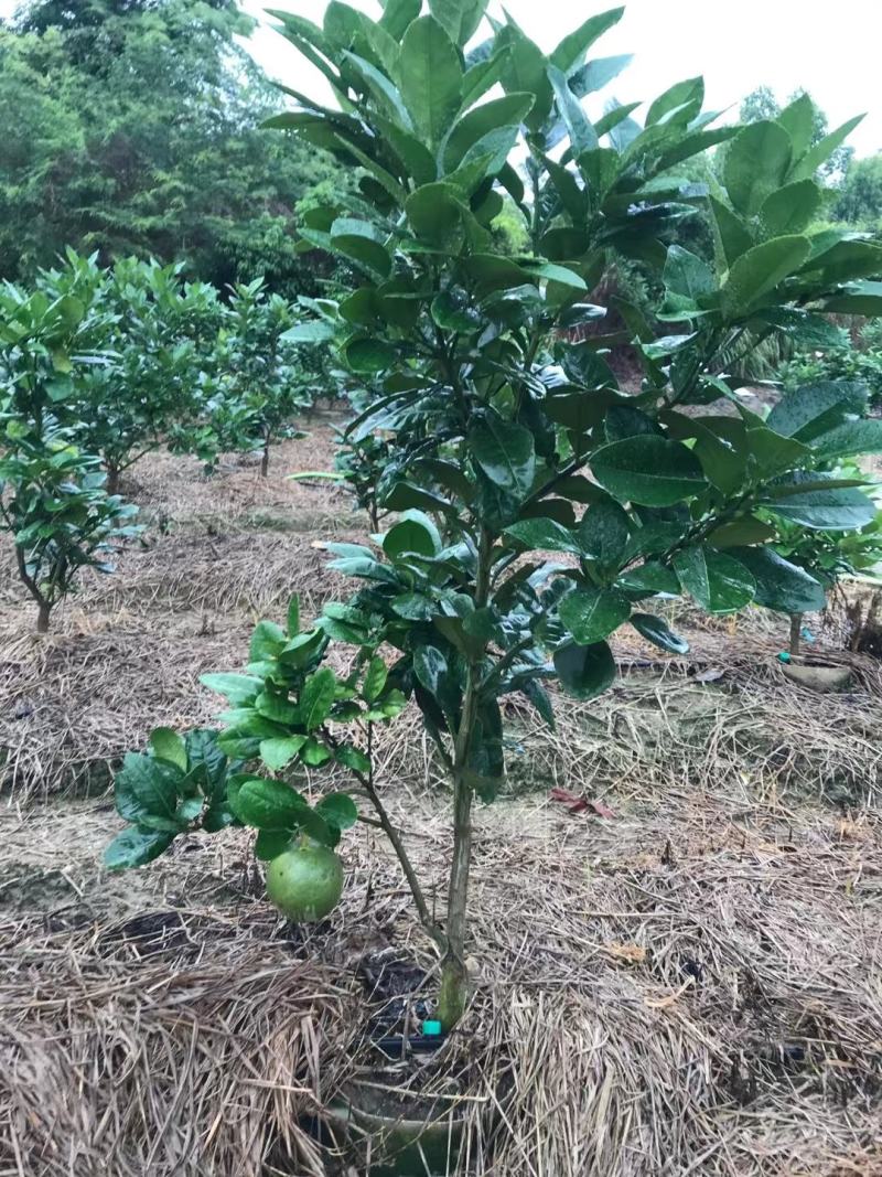 泰国青皮红心柚苗果子皮薄肉厚正品嫁接苗杯苗发货包邮