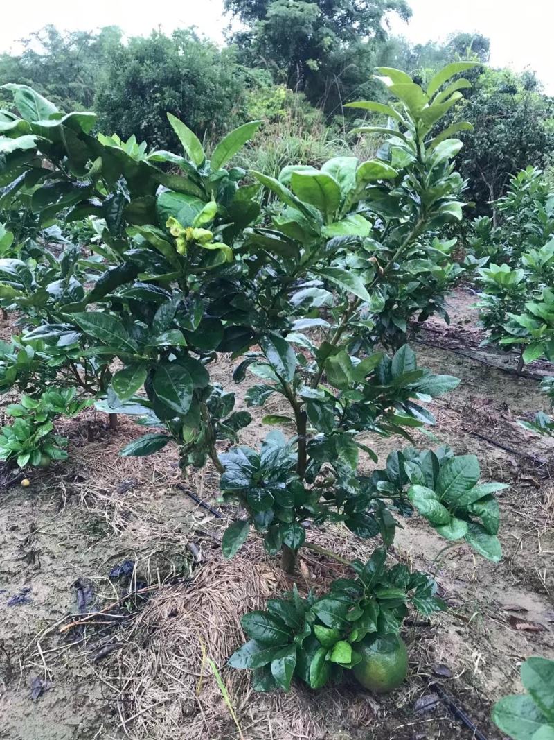泰国青皮红心柚苗果子皮薄肉厚正品嫁接苗杯苗发货包邮