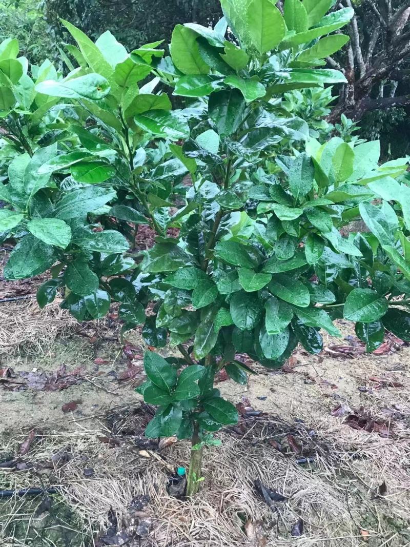 泰国青皮红心柚苗果子皮薄肉厚正品嫁接苗杯苗发货包邮