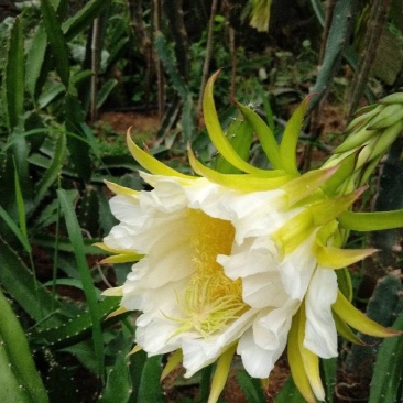 火龙果，火龙果苗，自花授粉火龙果苗，泰安火龙果苗价格