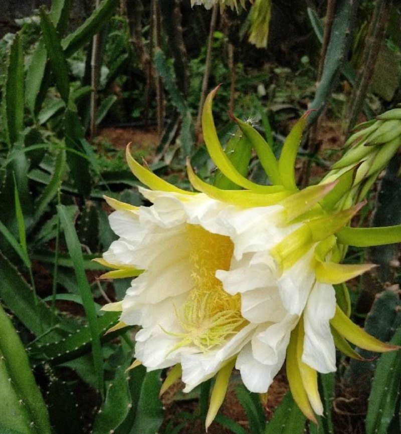 火龙果，火龙果苗，自花授粉火龙果苗，泰安火龙果苗价格