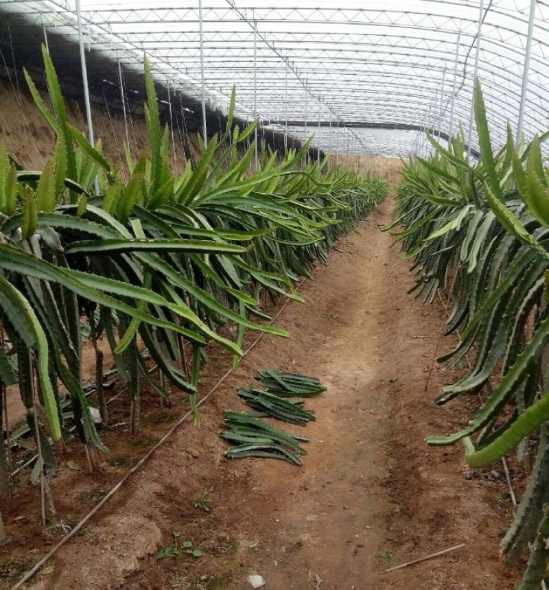 火龙果，火龙果苗，自花授粉火龙果苗，泰安火龙果苗价格