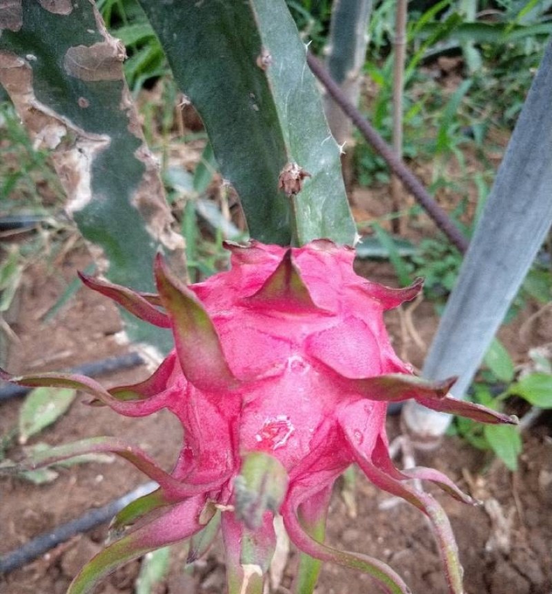 火龙果，火龙果苗，自花授粉火龙果苗，泰安火龙果苗价格