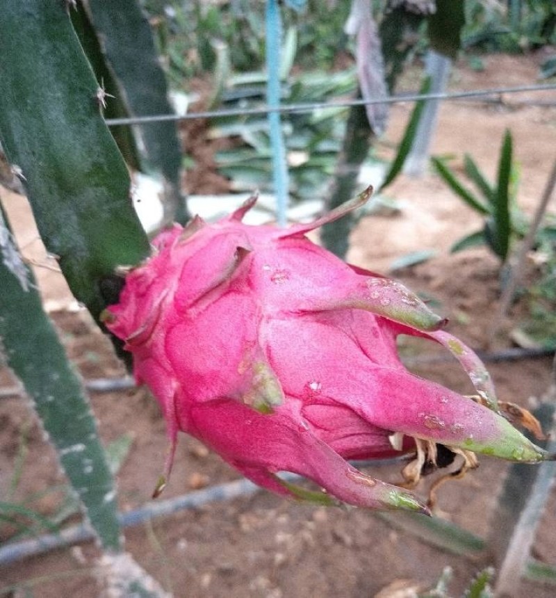 火龙果，火龙果苗，自花授粉火龙果苗，泰安火龙果苗价格