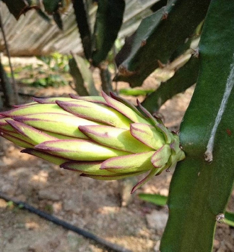 火龙果，火龙果苗，自花授粉火龙果苗，泰安火龙果苗价格