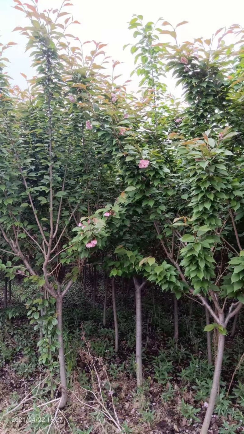 樱花，日本晚樱，泰安樱花树苗，青藤农业批发