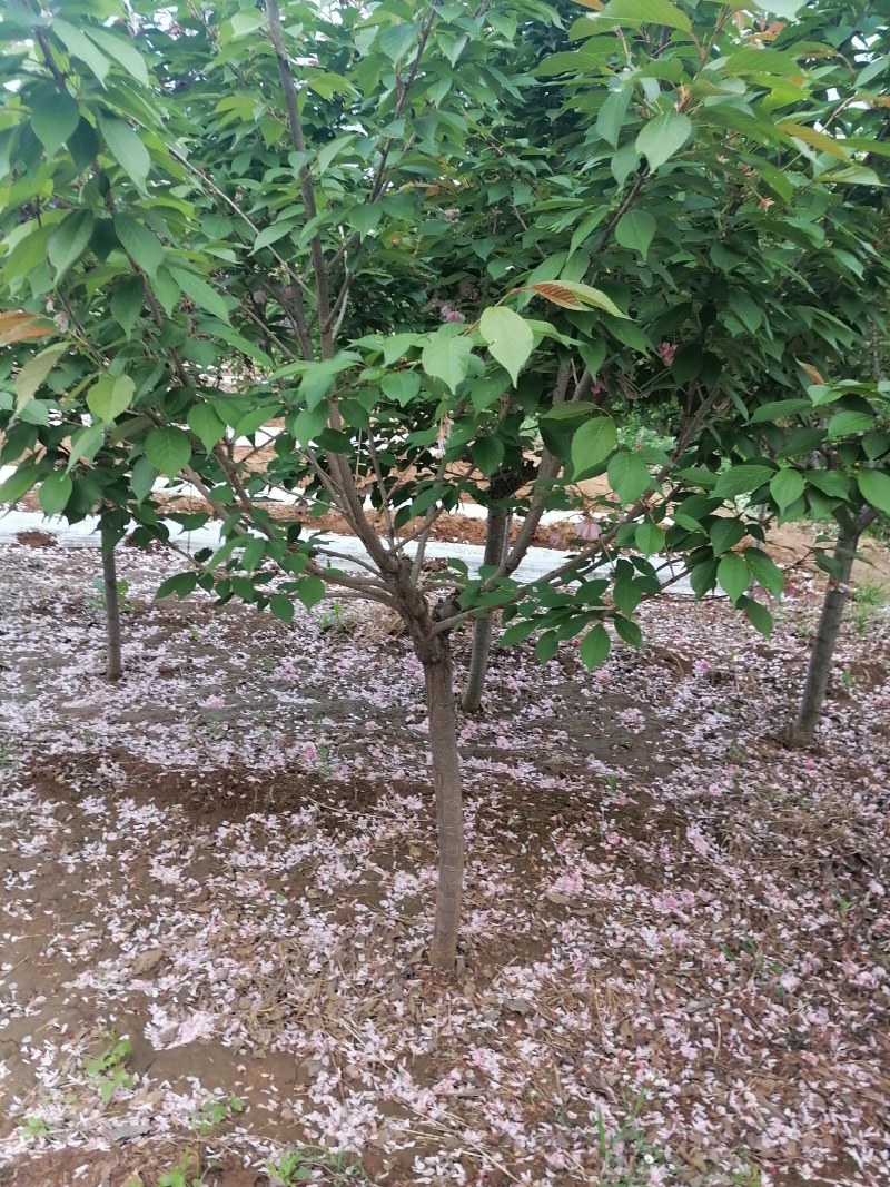 樱花，日本晚樱，泰安樱花树苗，青藤农业批发