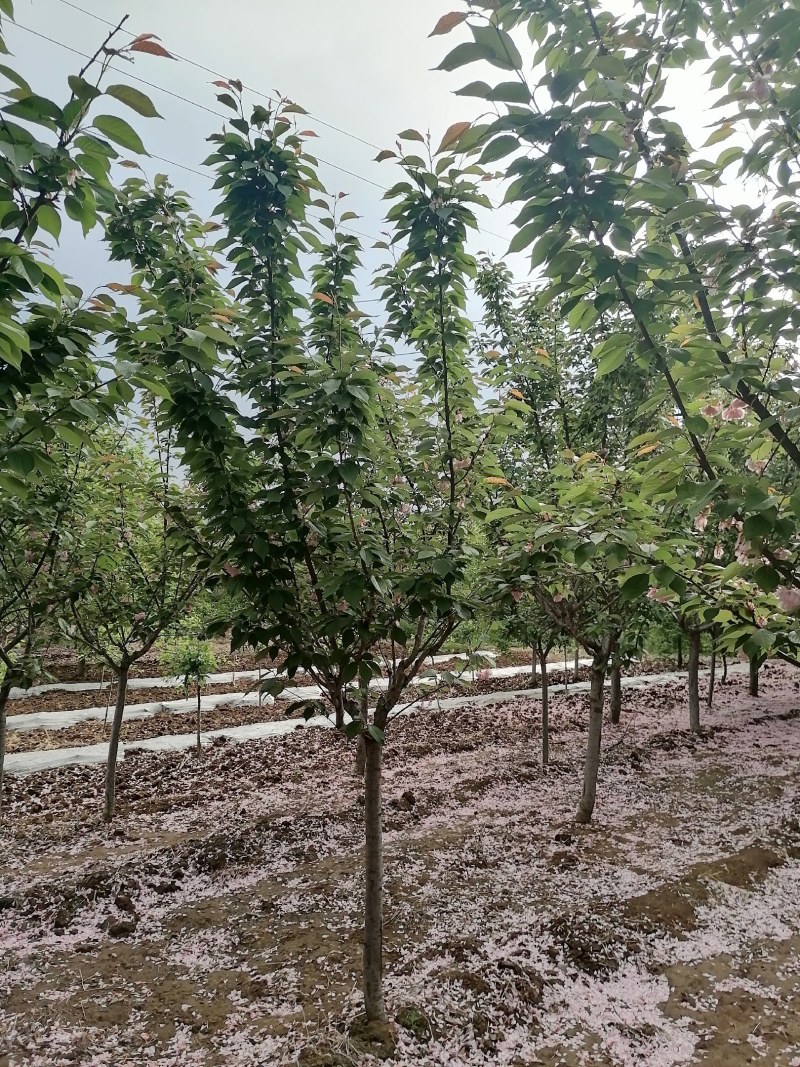 樱花，日本晚樱，泰安樱花树苗，青藤农业批发