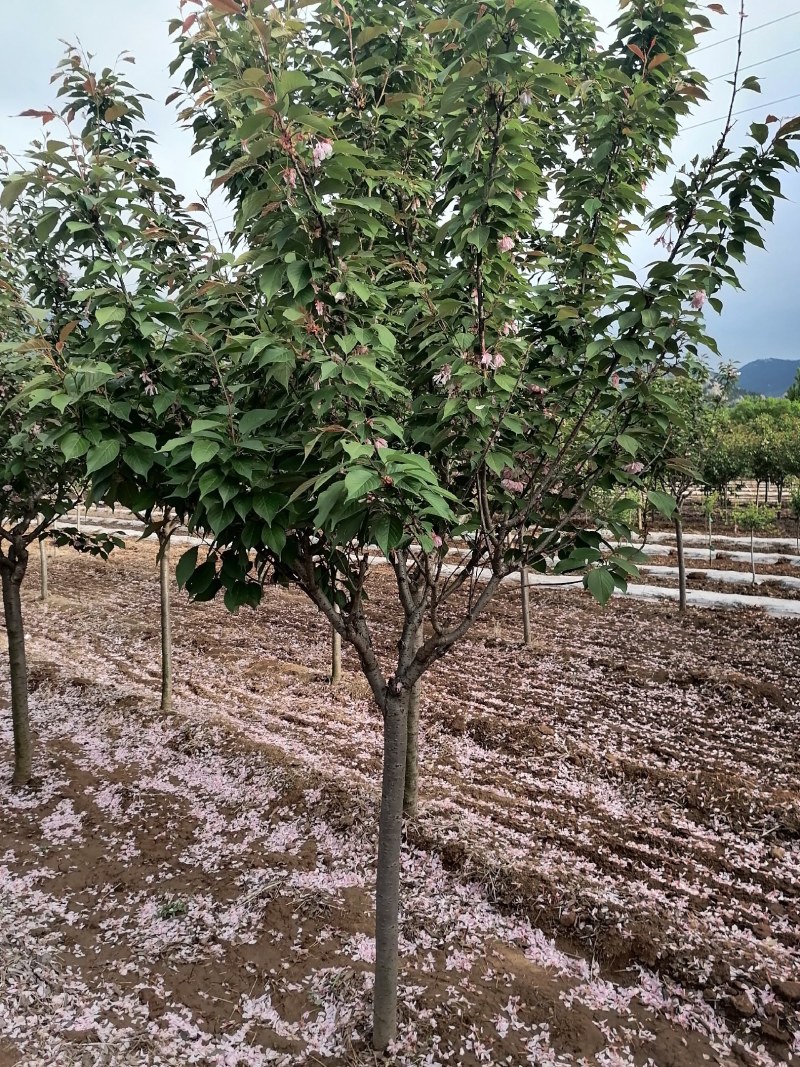樱花，日本晚樱，泰安樱花树苗，青藤农业批发