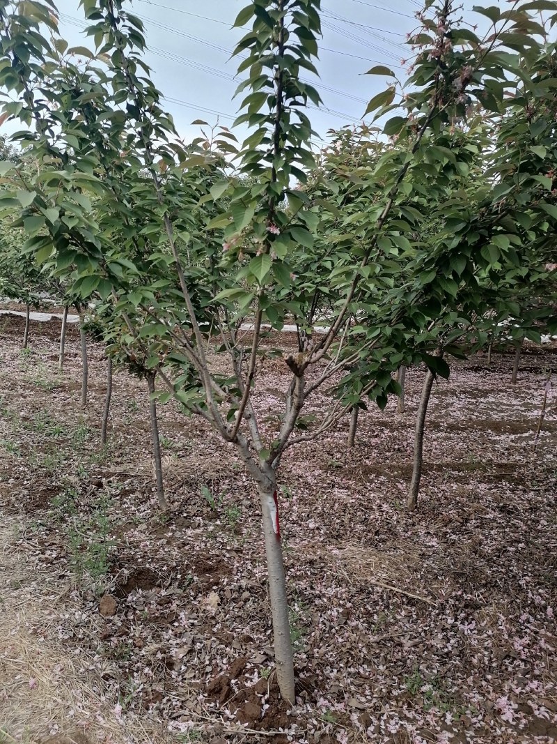 樱花，日本晚樱，泰安樱花树苗，青藤农业批发