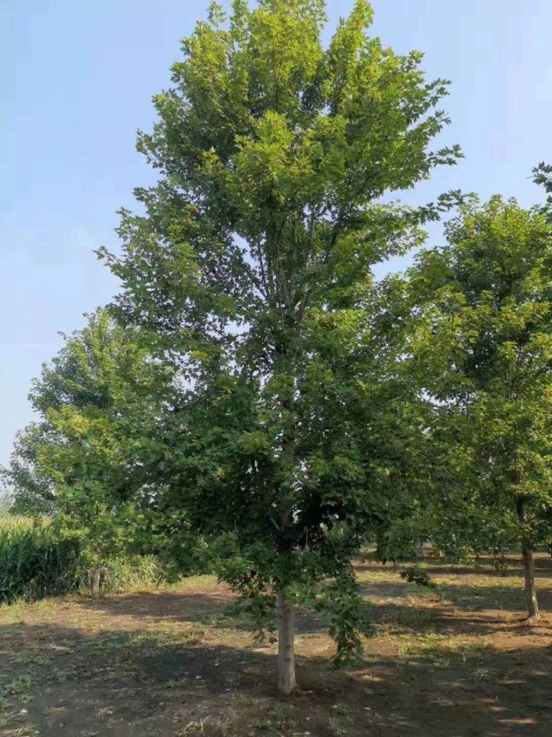美国红枫，秋火焰红枫，泰安批发红枫树，青藤农业