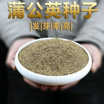 蒲公英种子野生四季易种食用多年生婆婆丁大叶蒲公英种子
