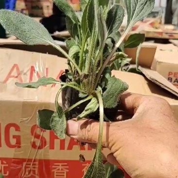黑心菊，多品种，欢迎新老朋友来青