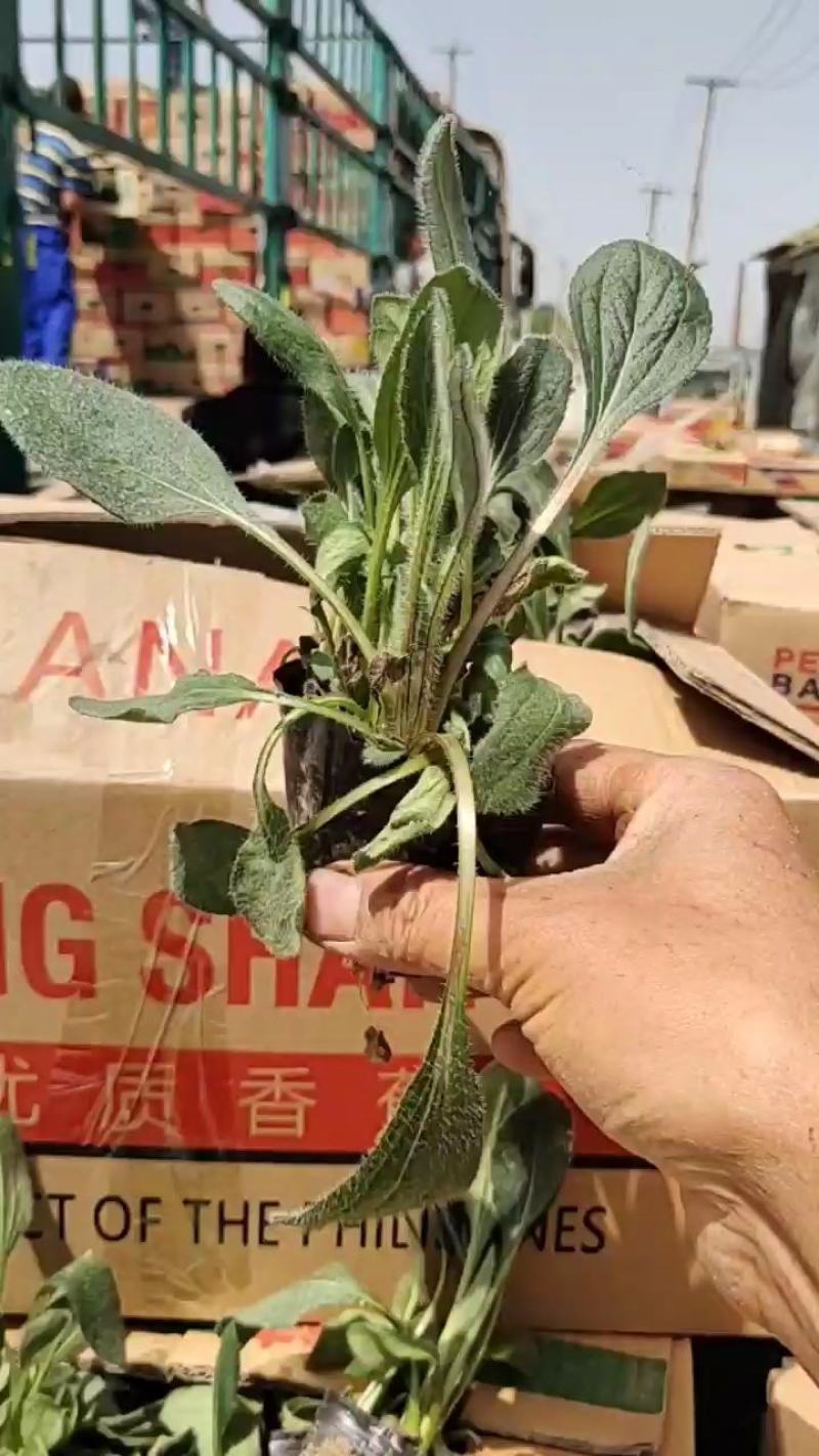 黑心菊，多品种，欢迎新老朋友来青