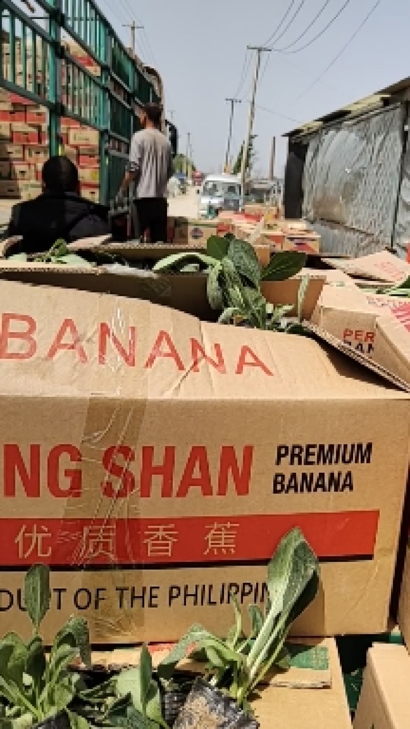 黑心菊，多品种，欢迎新老朋友来青