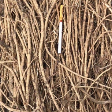 三十吨黄芪苗出售！价格美丽