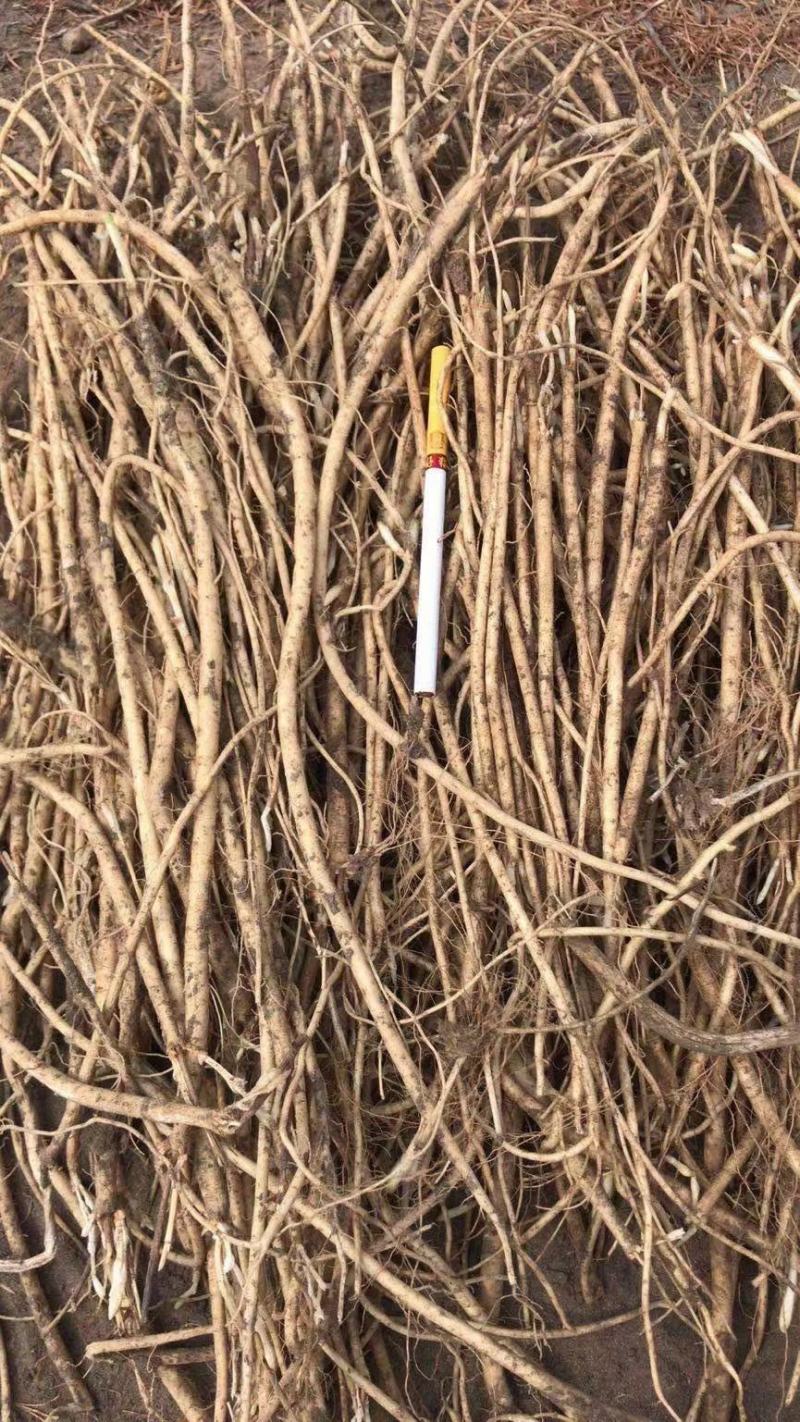 三十吨黄芪苗出售！价格美丽