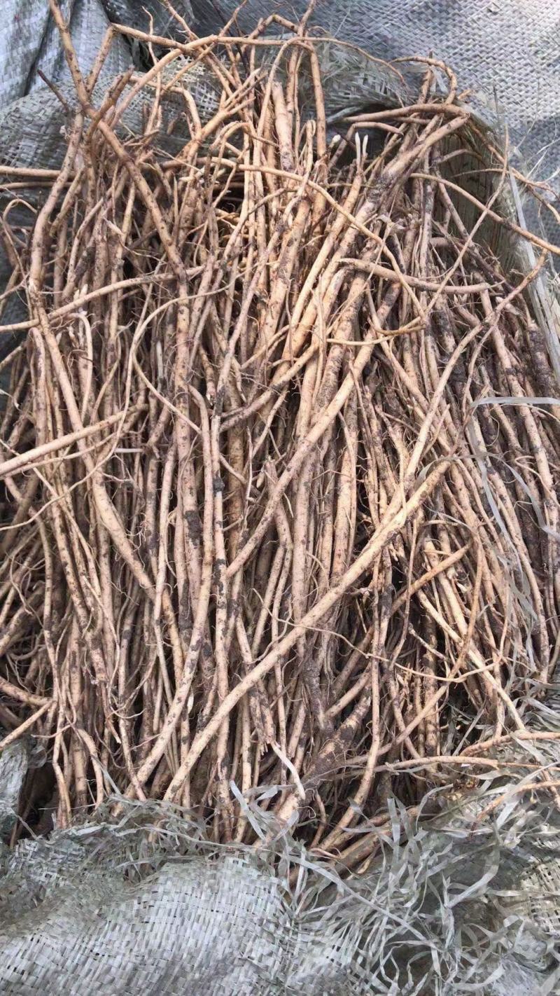 三十吨黄芪苗出售！价格美丽