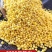 东北大黄米粘黄米包粽子黄米粘米红黍子黄米5斤包邮