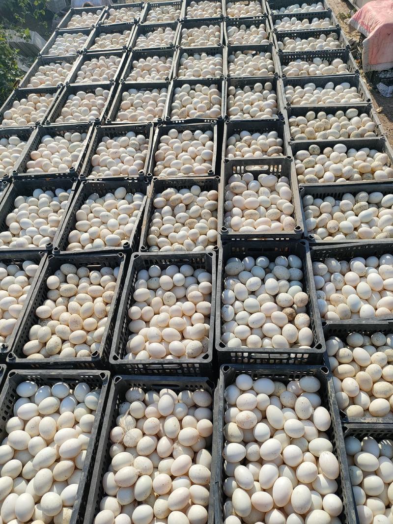 鲜鸭蛋哑子蛋裂纹蛋规格齐全对接全国各大市场批发