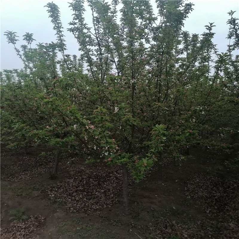 冬红果海棠，泰安冬红果海棠批发价格，海棠果