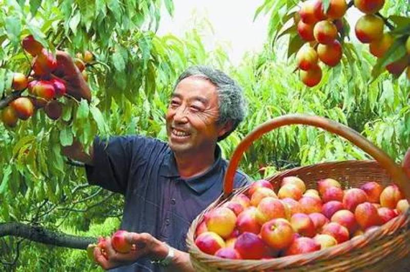 油桃，湖北曙光油桃，杠三产地一手货源，价格美丽诚信代办