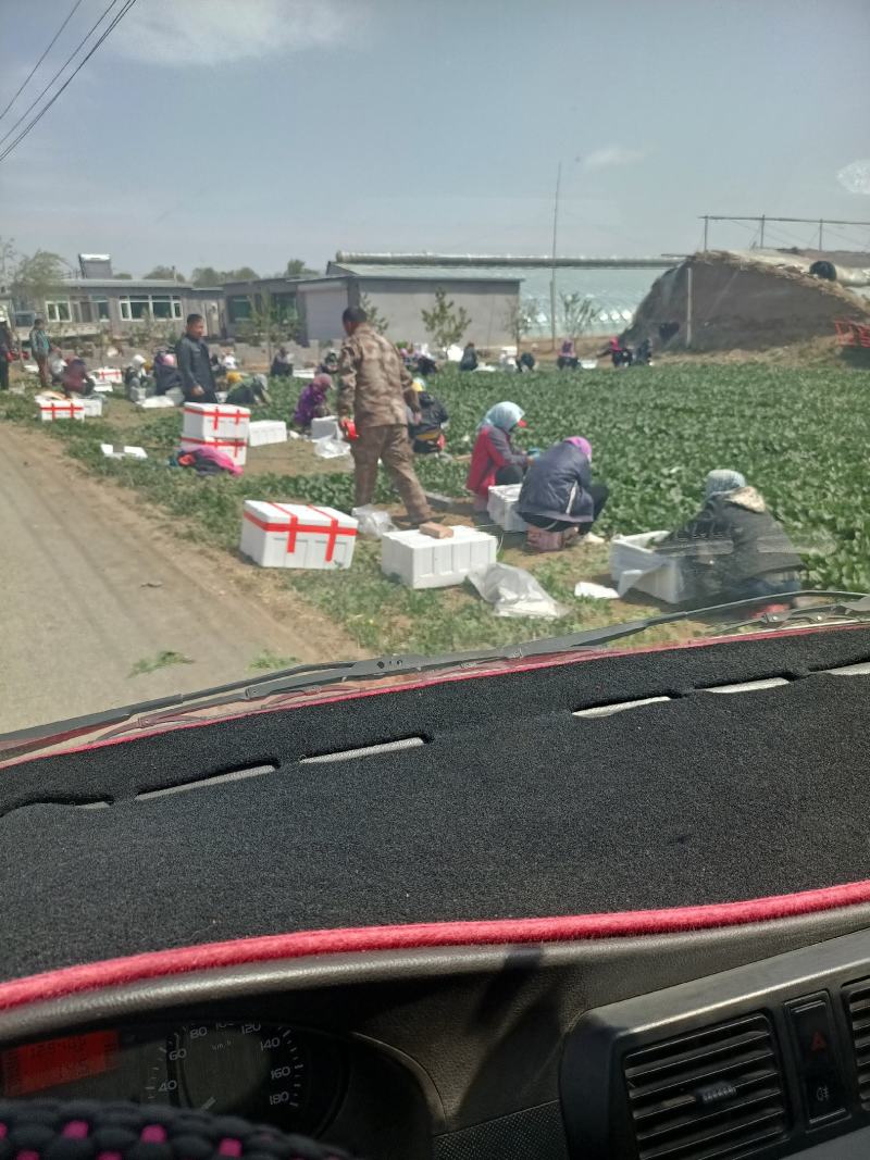 辽宁省锦州市凌海市大量菠菜上市，欢迎老板订货。