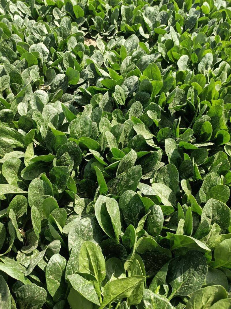 辽宁省锦州市凌海市大量菠菜上市，欢迎老板订货。