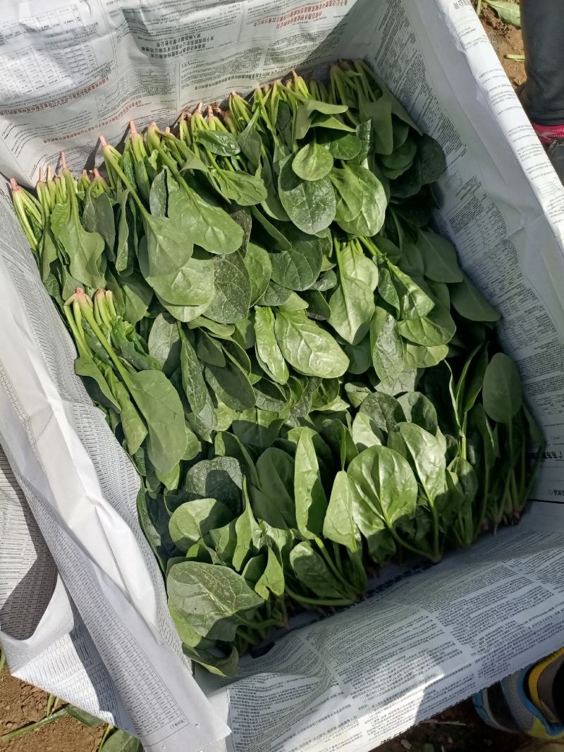 辽宁省锦州市凌海市大量菠菜上市，欢迎老板订货。