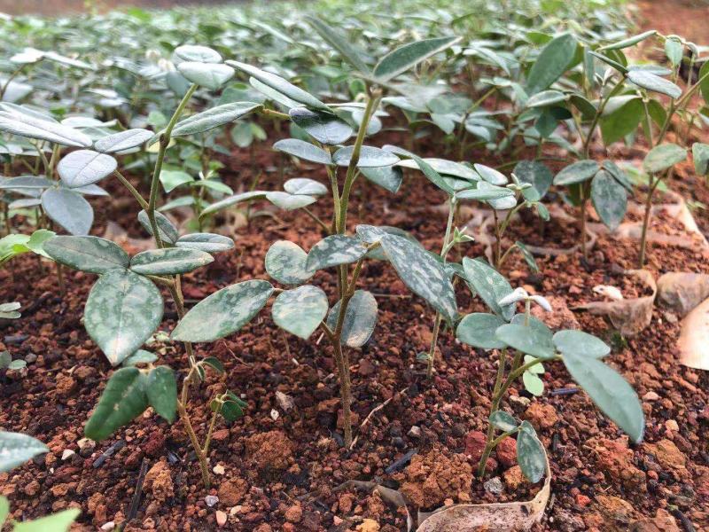山豆根苗
