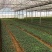 山豆根苗