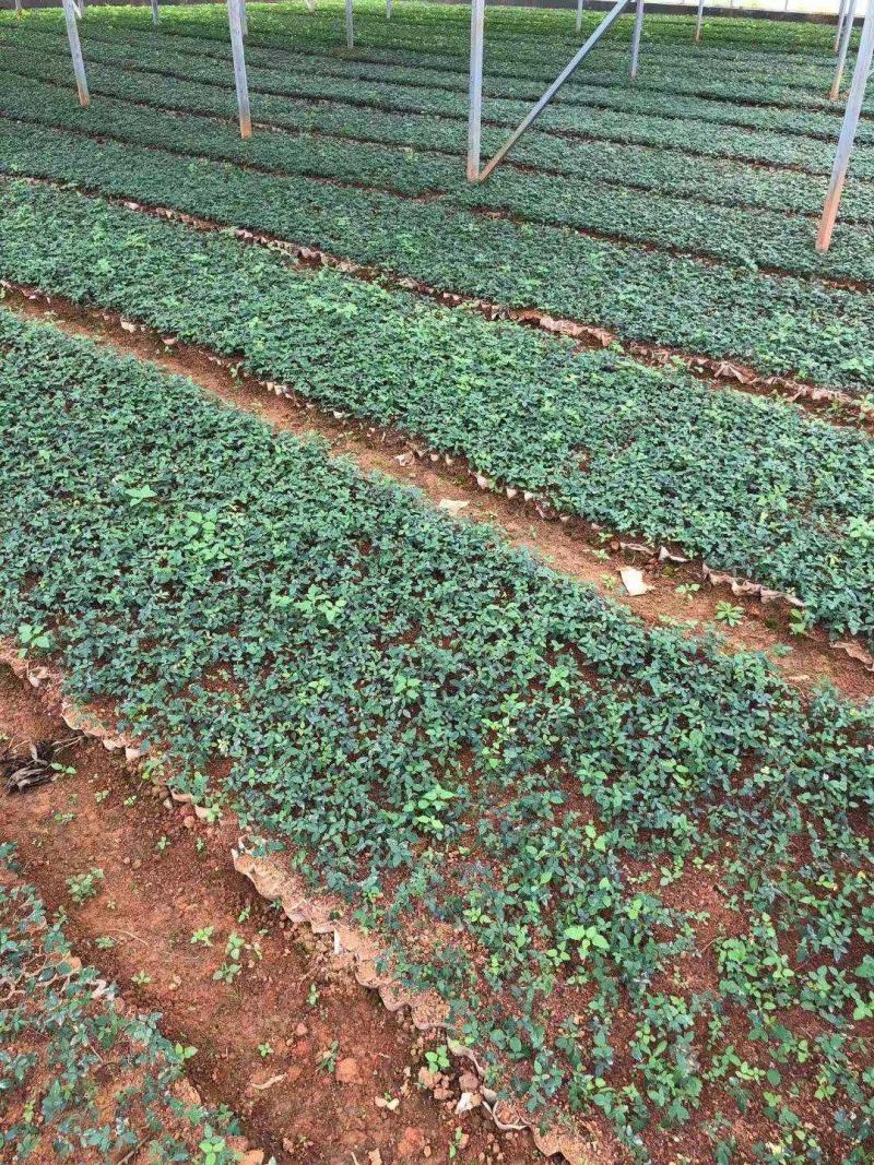 山豆根苗