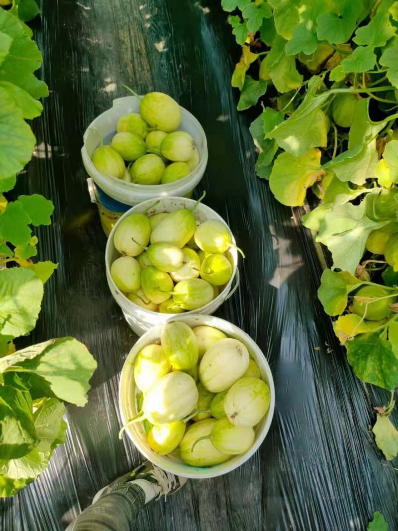 冷棚京蜜二茬供应中