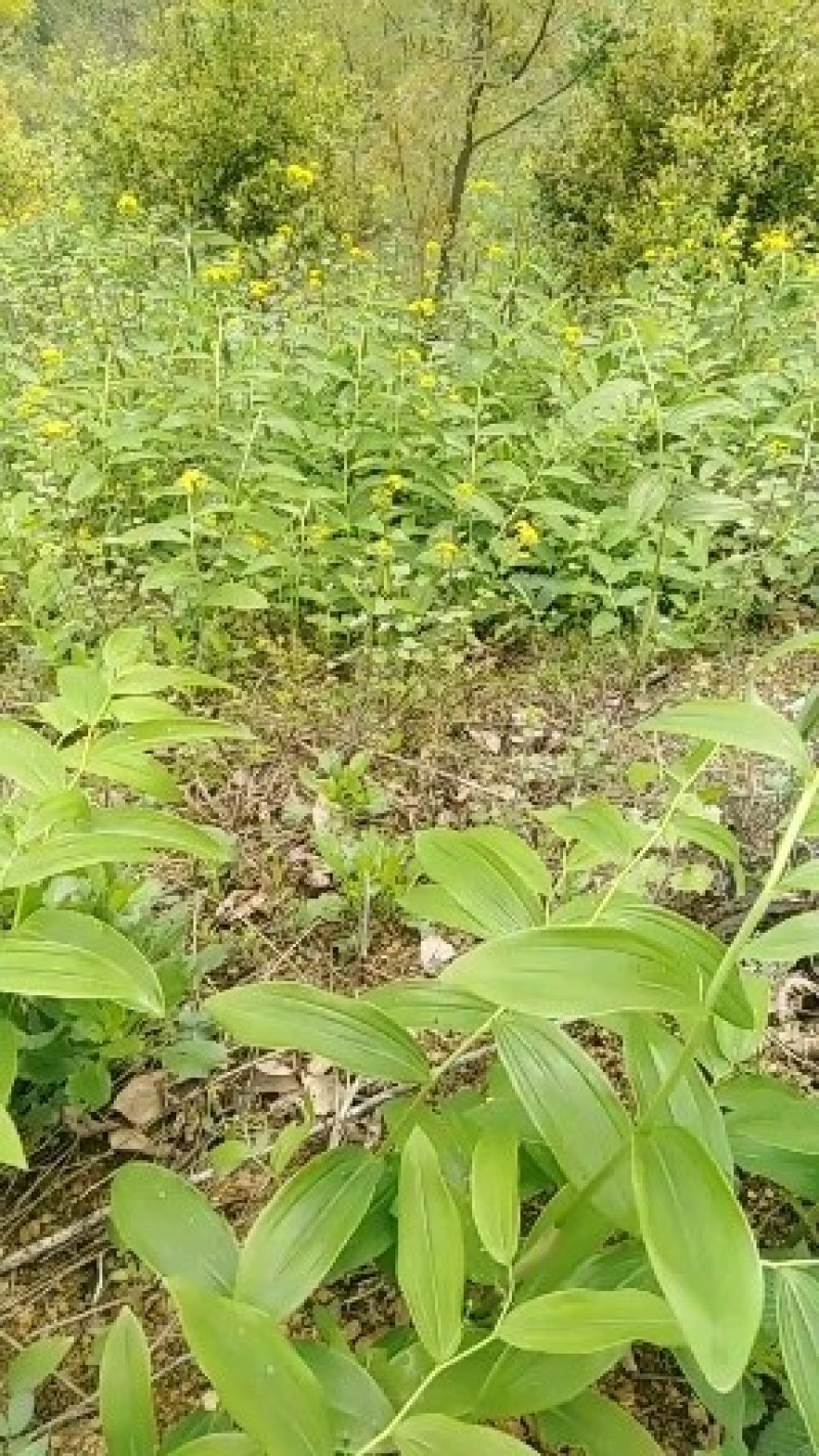 黄精