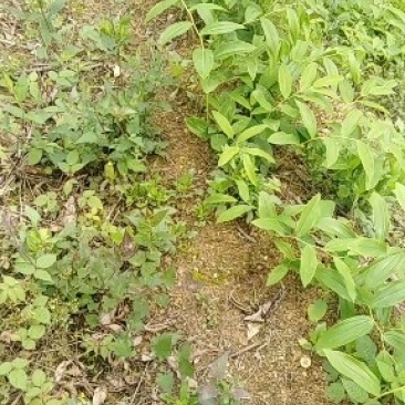 黄精