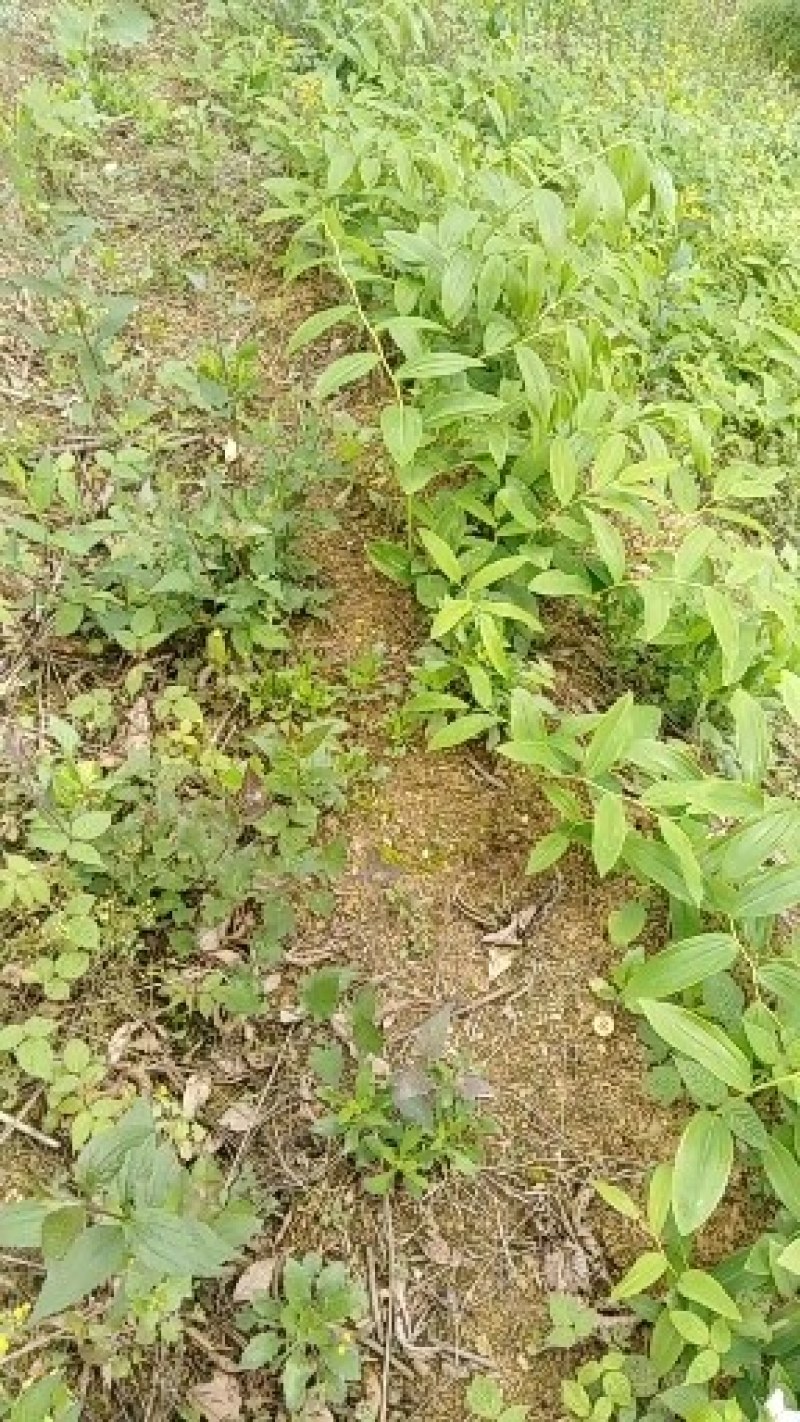 黄精