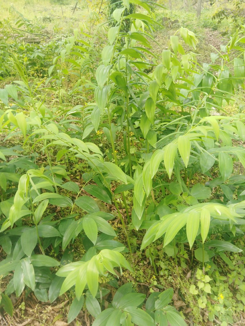 黄精
