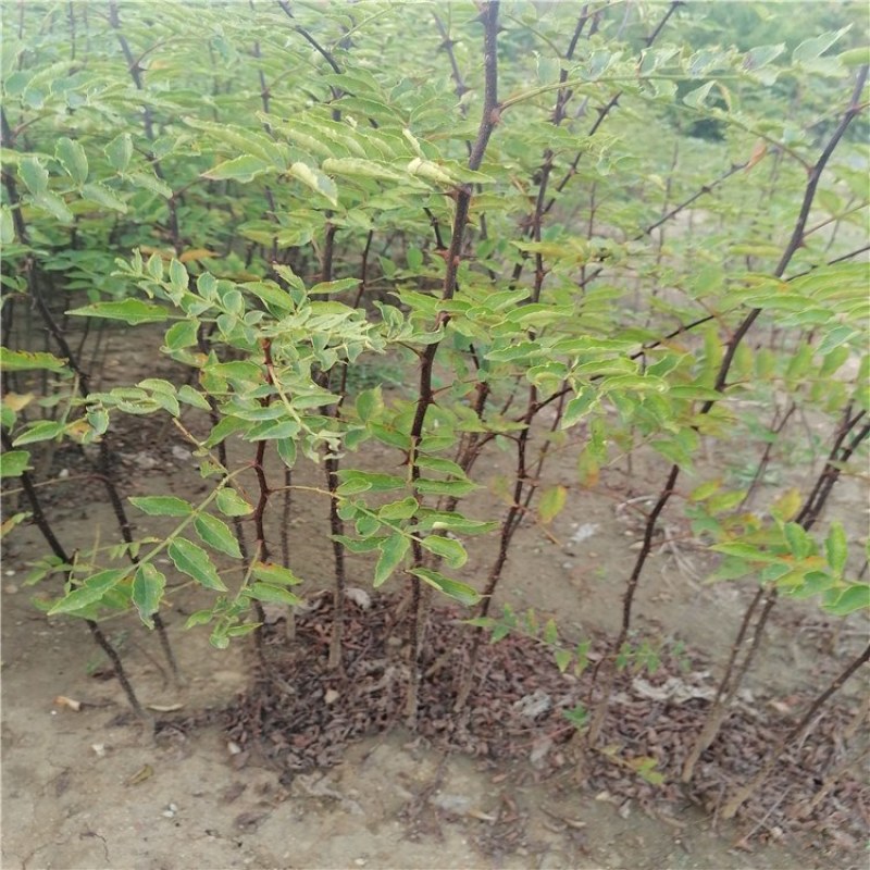 花椒苗，优质花椒苗，大红袍花椒树苗批发，青藤农业