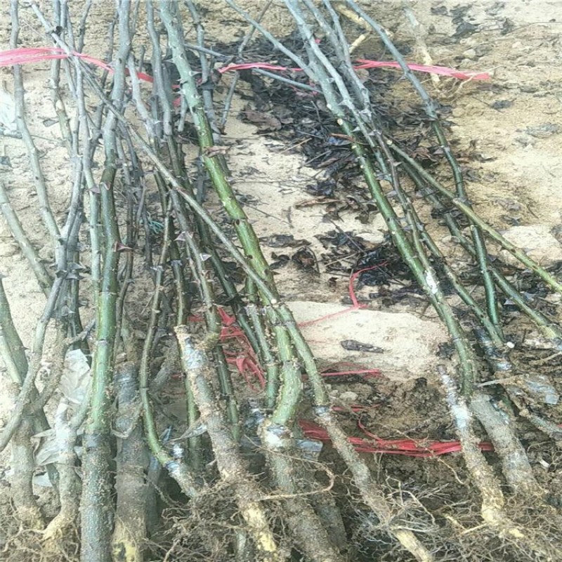 花椒苗，优质花椒苗，大红袍花椒树苗批发，青藤农业