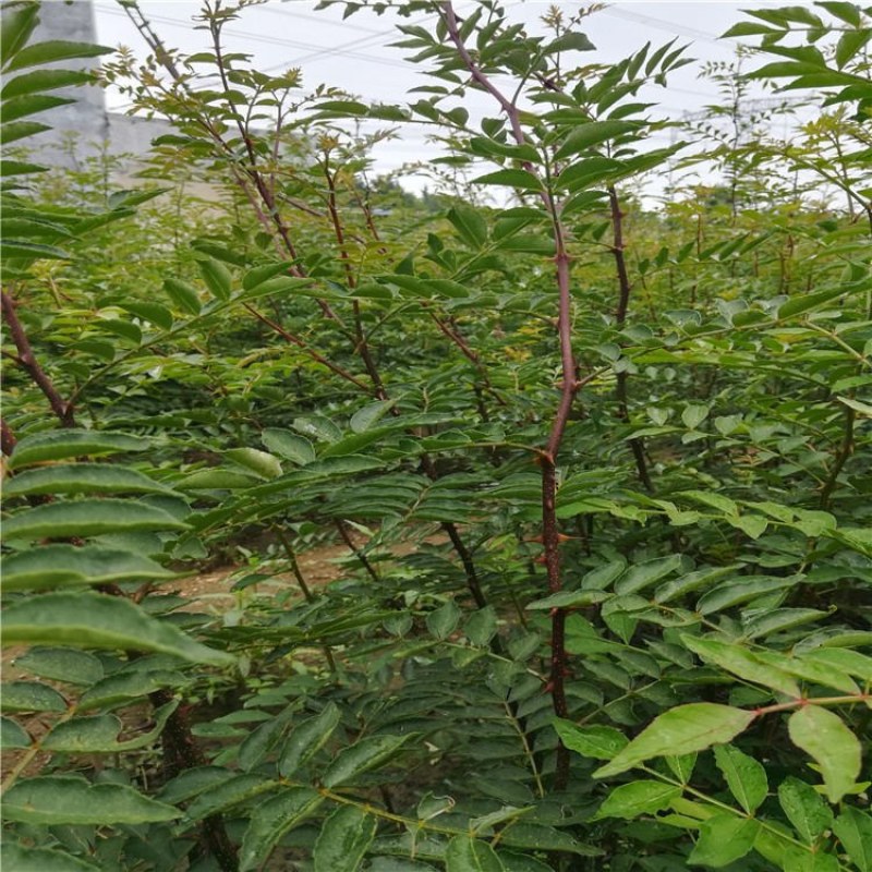 花椒苗，优质花椒苗，大红袍花椒树苗批发，青藤农业