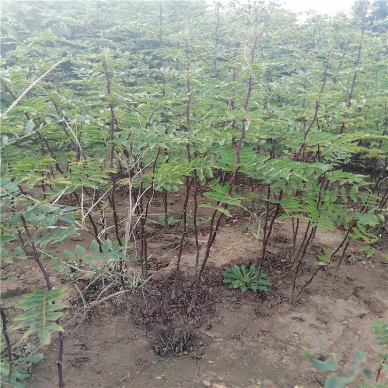 花椒苗，优质花椒苗，大红袍花椒树苗批发，青藤农业