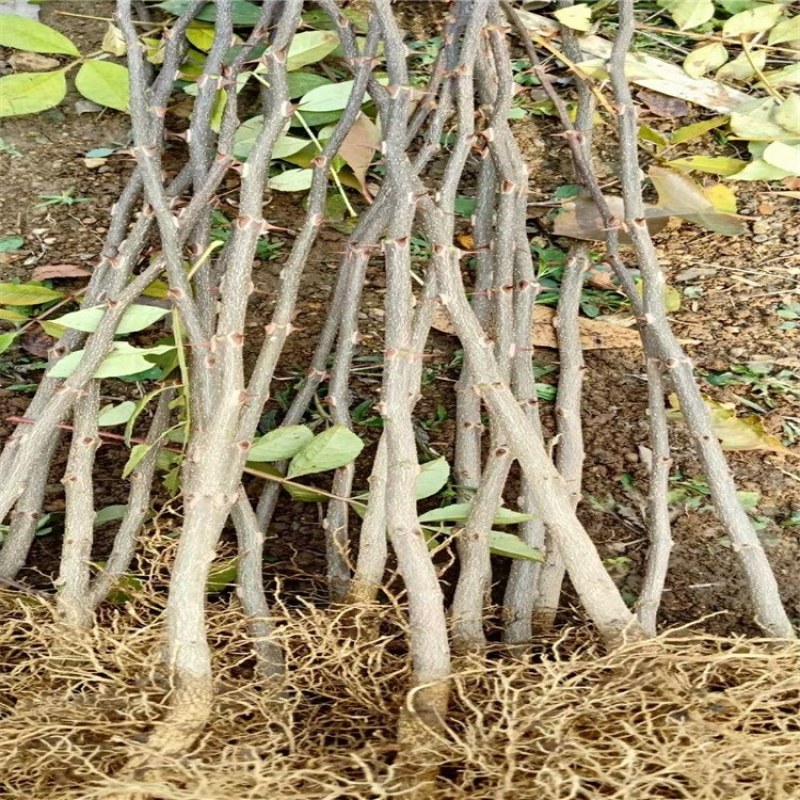 花椒苗，优质花椒苗，大红袍花椒树苗批发，青藤农业