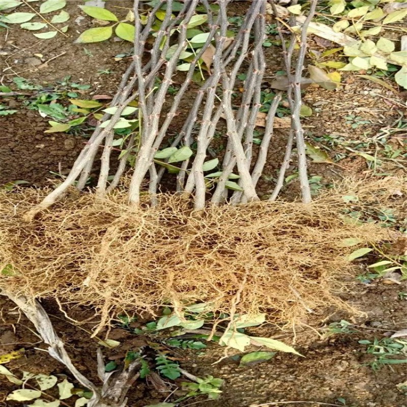 花椒苗，优质花椒苗，大红袍花椒树苗批发，青藤农业