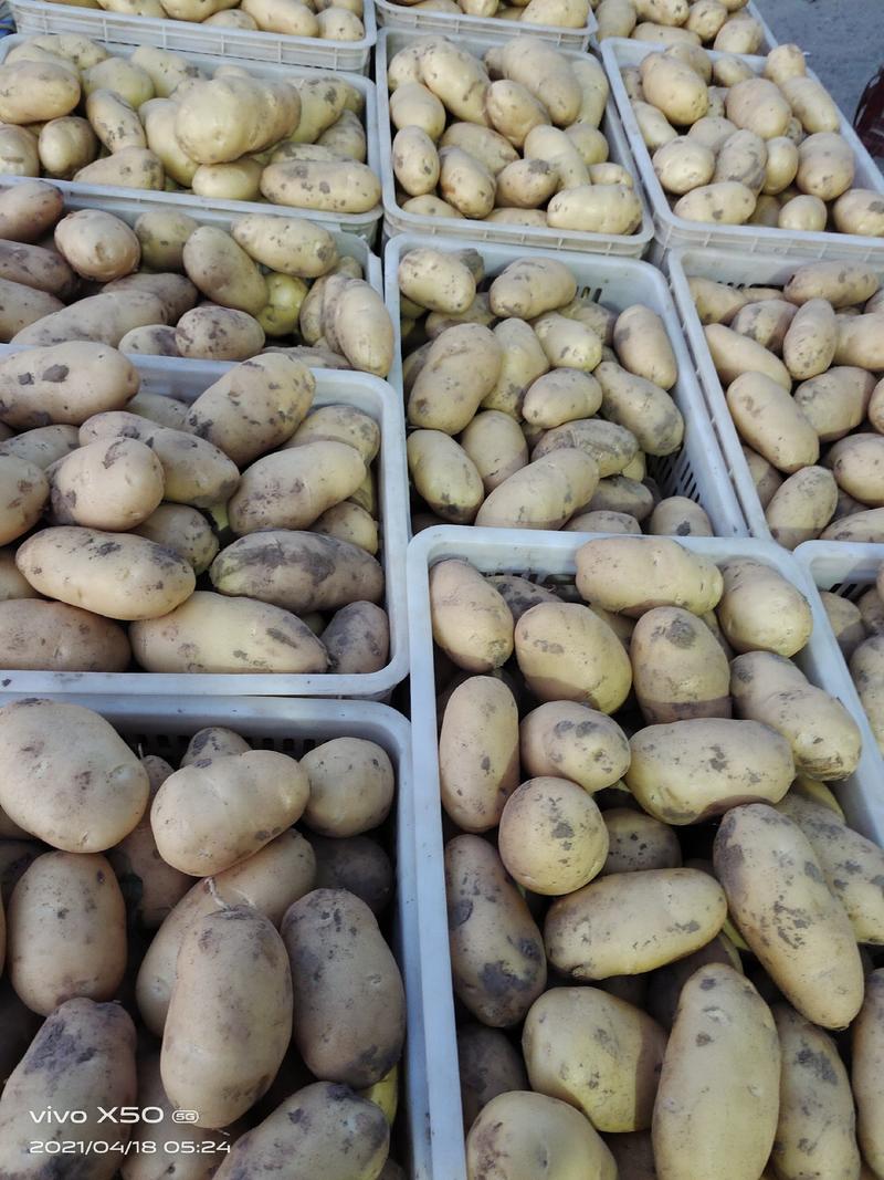荷兰十五土豆，黄心土豆～陆地货，陆地鲜货～实力代收