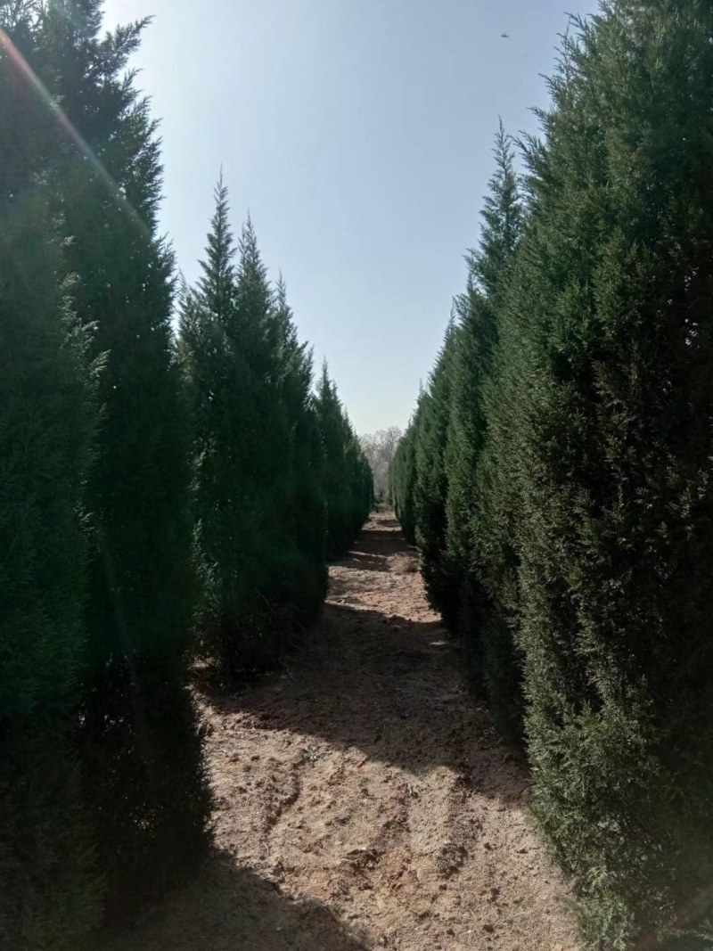 蜀侩，蜀侩树，泰安蜀侩报价，青藤农业直营