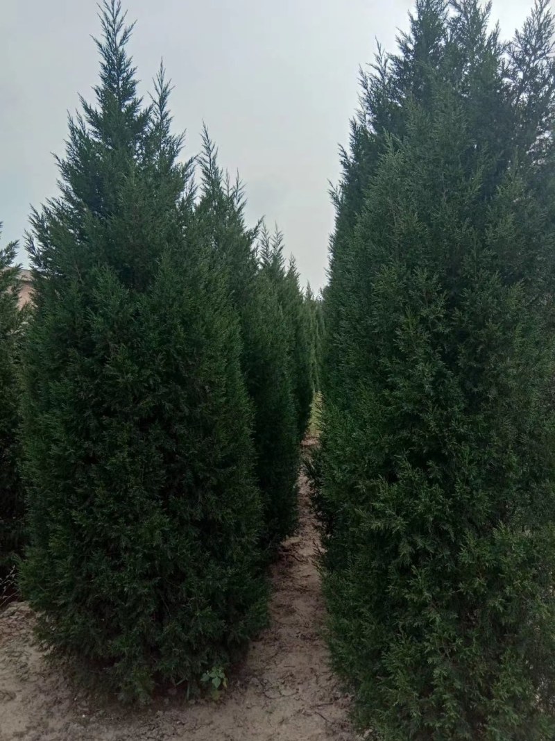蜀侩，蜀侩树，泰安蜀侩报价，青藤农业直营